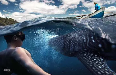 Cebu Day Tour : Oslob Whale Shark Watching and Tumalog Falls | Philippines