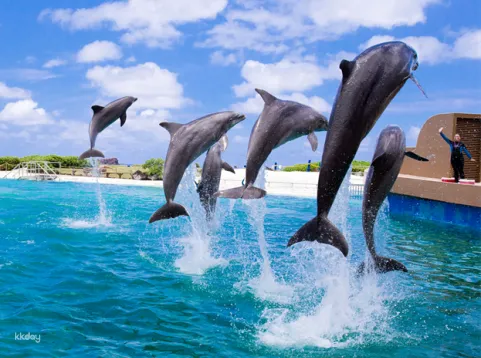 Sea Life Park Ticket | Hawaii