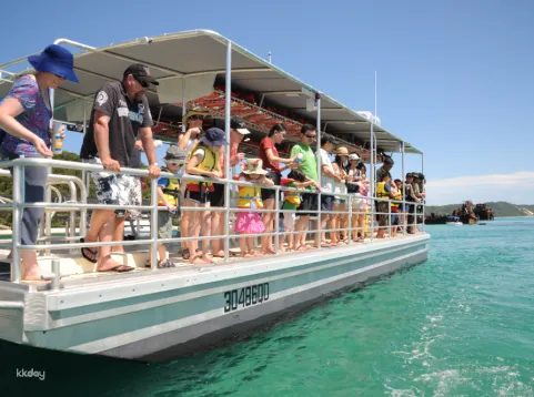 Tangalooma Marine Discovery Day Cruise with Bus Transfers from Gold Coast