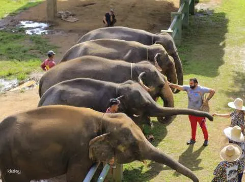 Kanta Elephant Sanctuary Experience Half Day Tour