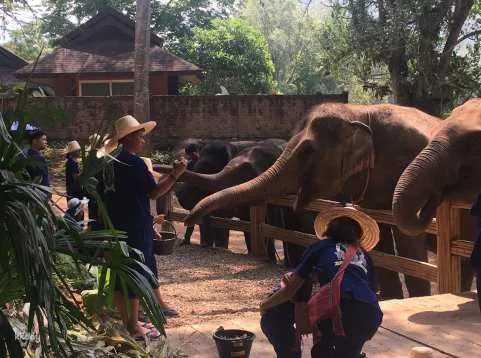Chiang Mai HUG Elephant Sanctuary and Long Neck Half-Day Tour | Thailand
