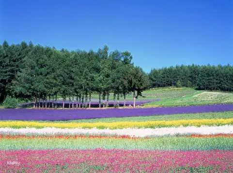 [Hokkaido Day Trip] Mysteries of Nature - Biei Blue Pond & Furano Farm Tomita | Departing from Sapporo