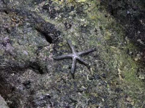 [Pingtung Family Attractions] Kenting Houbi Lake Night Tour｜Nighttime Intertidal Zone Ecological Tour