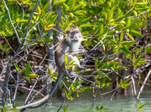 Lanta Island Full-Day Mangrove Tour: Koh Bubu, Koh Aung, Koh Talabeng & Mangrove Forest | Thailand