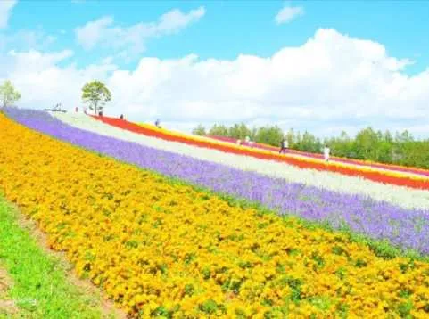 Hokkaido Furano Day Tour｜Furano＆Biei Blue Pond＆Four Seasons Color Hill｜Including Hokkaido Specialty Buffet Lunch｜Optional Deluxe Plan DIY Lavender Pillow＋Buffet＋Ice Cream (Depart from Sapporo)