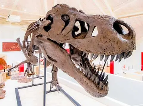 Genbudo Museum Ticket Reservation (Toyooka City, Hyogo Prefecture, Museum)