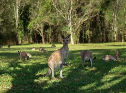 Kangaroos and Mountain Views Morning Tour | Gold Coast