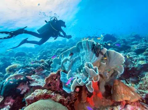 Cebu Moalboal Island Hopping with Optional Canyoneering | Philippines