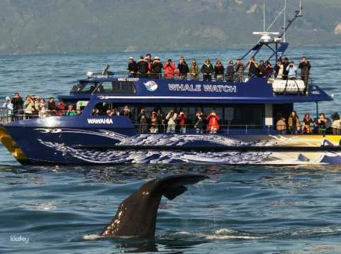 Kaikōura Whale Watching Tour | New Zealand
