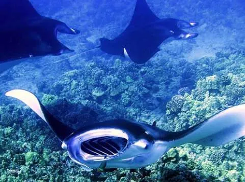 Big Island Manta Ray Night Tour with Snorkel Gear and Snacks | Hawaii, United States