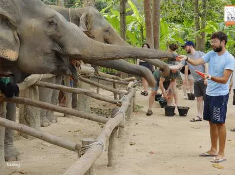 Samui Island Elephant Jungle Sanctuary Experience | Thailand