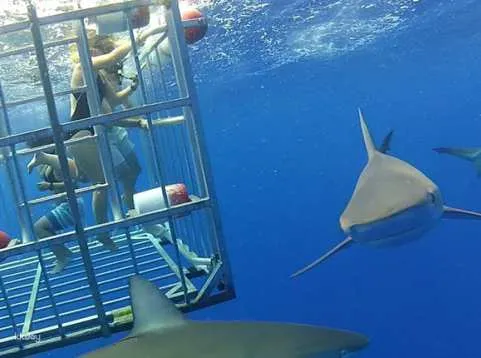 Hawaii Oahu | Shark Cage Experience