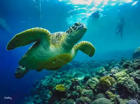 Moalboal Snorkeling Day Tour from Cebu: Sardine Run, Turtle Point & Kawasan Falls Canyoneering Experience | Philippines