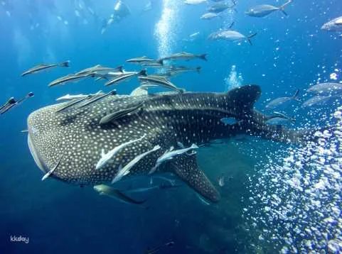 Oslob Whale Shark-Watching & Heritage Sites Private Tour with Optional Tumalog Falls Canyoneering | Philippines