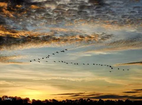 Weston Wetland River, Fireflies, Safari and Sunset Cruise Shared Tour | Sabah, Malaysia