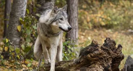 Wolf Walk Photoshoot